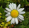 A daisy, which is not a flower.